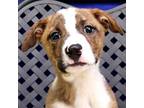 Adopt Thompson a Catahoula Leopard Dog, Australian Cattle Dog / Blue Heeler