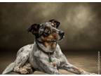Adopt Beasley a Australian Cattle Dog / Blue Heeler