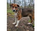 Adopt Hart a Beagle, Labrador Retriever