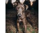 Adopt Spinner a Labrador Retriever, Weimaraner
