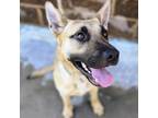 Adopt Franklin a German Shepherd Dog