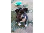Adopt Scout a Terrier