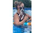 Adopt Bambam a Boston Terrier, Mixed Breed