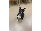 Adopt Norris a Pit Bull Terrier, Mixed Breed