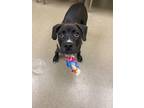 Adopt Jerry a Mixed Breed