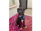 Adopt Ben a Mixed Breed