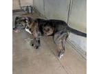 Adopt Greg a Pit Bull Terrier