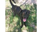 Adopt Miracle a Black Labrador Retriever