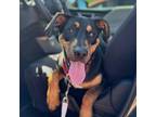 Adopt Delta - Sweet, playful, loves people & dogs! Adopt $25 a Rottweiler