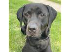 Adopt Bolt a Mixed Breed
