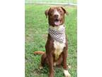 Adopt Hudson - Adoptable a Retriever, Mixed Breed