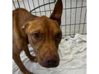 Adopt Rome a Terrier