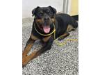 Adopt Bowser a Rottweiler, Mixed Breed