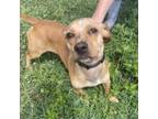 Adopt Rudy a Dachshund