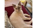 Adopt Tito 2 a Siamese, Domestic Short Hair