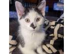 Adopt Dickory a Domestic Short Hair