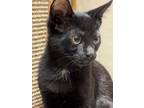 Adopt Charcoal a Domestic Short Hair