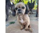 Adopt Nemo a Shih Tzu