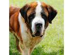 Adopt Crayola a Saint Bernard