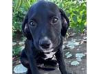Adopt Hanna pup 3/Horton a Labrador Retriever, Mixed Breed
