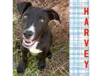 Adopt Hanna pup 2/Harvey a Labrador Retriever, Mixed Breed