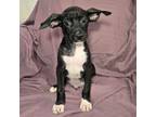 Adopt Avocado a Dachshund, Hound