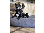 Adopt Banana Split a Labrador Retriever