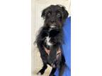Adopt Nigel a Brussels Griffon