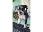 Adopt Donkey a Schnauzer