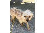 Adopt Scruffy a Yorkshire Terrier