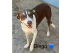 Adopt Diego a Mixed Breed