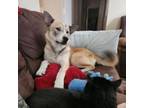 Adopt Hatchi a Akita