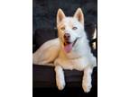 Adopt Morris a Husky