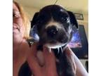Adopt Felonious Gru a Pit Bull Terrier