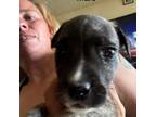 Adopt Stuart the Minon a Pit Bull Terrier