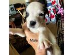 Adopt Sumo a Pit Bull Terrier
