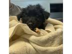 Adopt Fuzzy a Mixed Breed