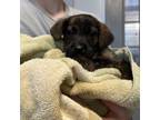 Adopt Bear a Mixed Breed