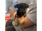 Adopt Remmy a Mixed Breed