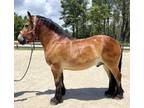 Buckskin draft gelding