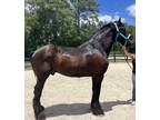 Nice Percheron gelding