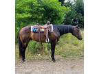 Snoop is a 9 year old 15 hand quarter horse gelding