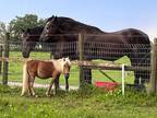 Quality Mini Horse