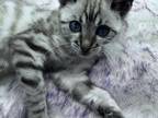 Petite Snow Lynx Bengal