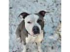 Angel, American Staffordshire Terrier For Adoption In Palm City, Florida