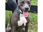Lizzie, American Pit Bull Terrier For Adoption In Palm City, Florida