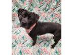 Della, Staffordshire Bull Terrier For Adoption In Lafayette, Indiana