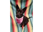 Addie, Staffordshire Bull Terrier For Adoption In Lafayette, Indiana
