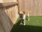 Victoria 3159, Labrador Retriever For Adoption In Stephens City, Virginia