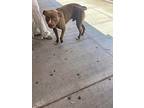Marley, American Pit Bull Terrier For Adoption In Newman, California